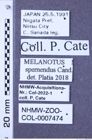 Etiketten zu Melanotus spernendus (NHMW-ZOO-COL-0007474)